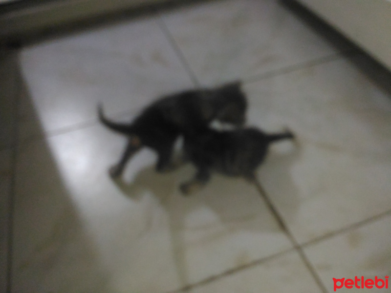 Tekir Kedi, Kedi  duman1 fotoğrafı