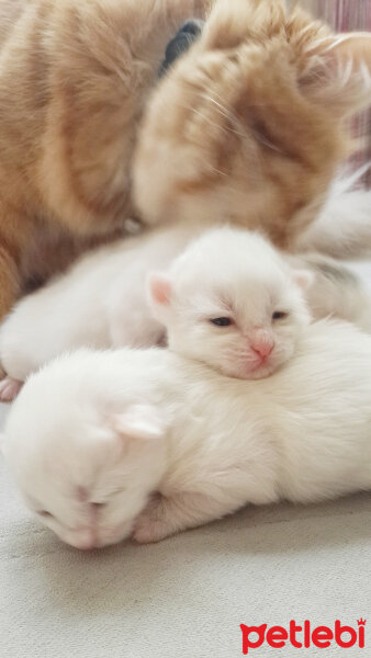 Ankara Kedisi, Kedi  Mia fotoğrafı