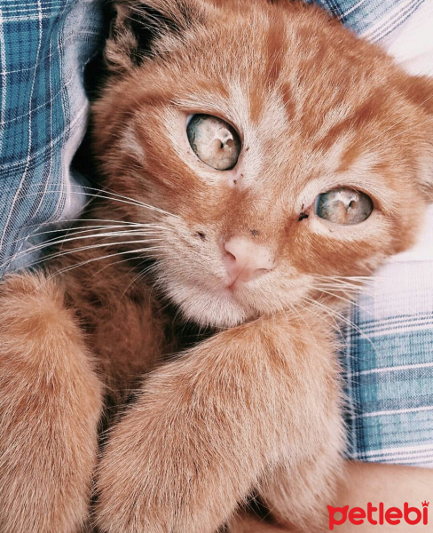 Tekir Kedi, Kedi  Boncuk fotoğrafı