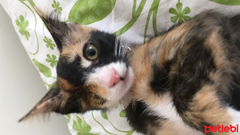 Tekir Kedi, Kedi  Çipet fotoğrafı