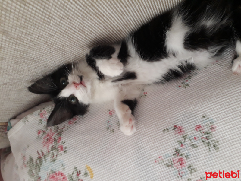 Tekir Kedi, Kedi  Kookie fotoğrafı