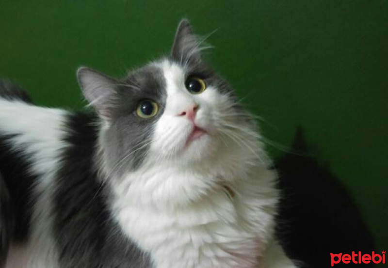 Norwegian Forest, Kedi  Dünür fotoğrafı