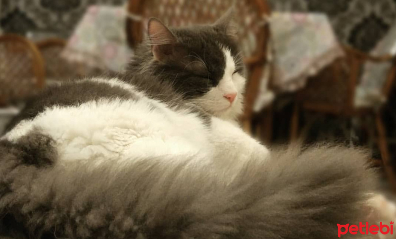 Norwegian Forest, Kedi  Dünür fotoğrafı
