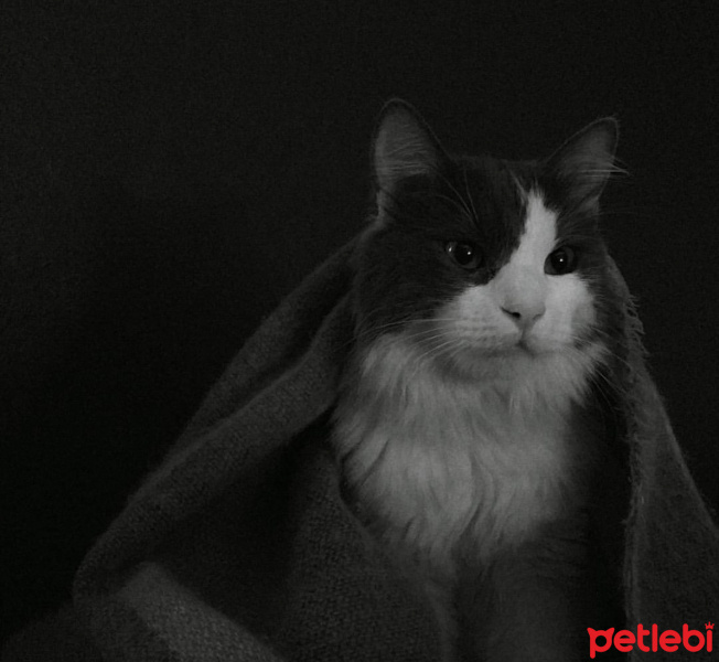 Norwegian Forest, Kedi  Dünür fotoğrafı