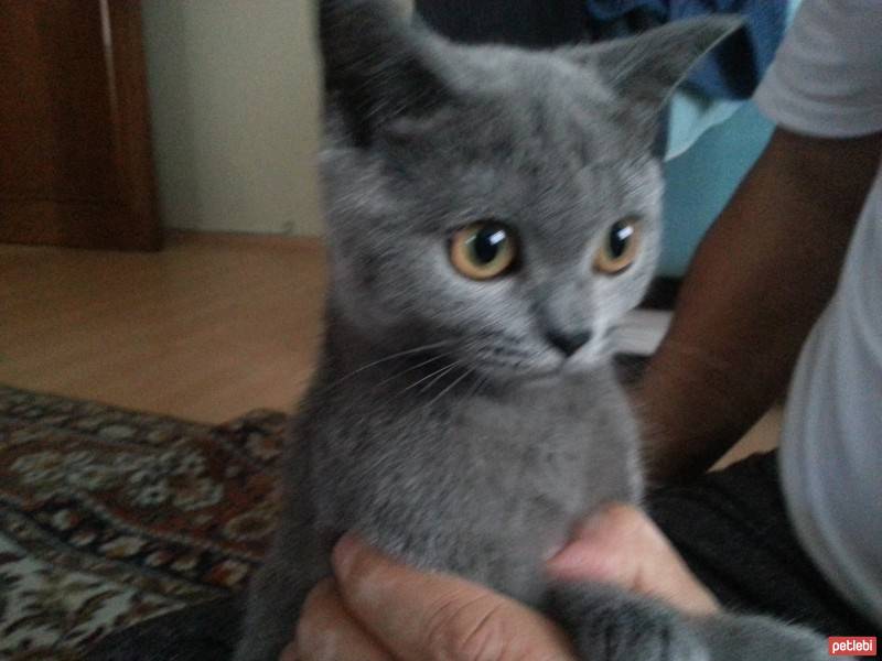 Scottish Fold, Kedi  mia fotoğrafı