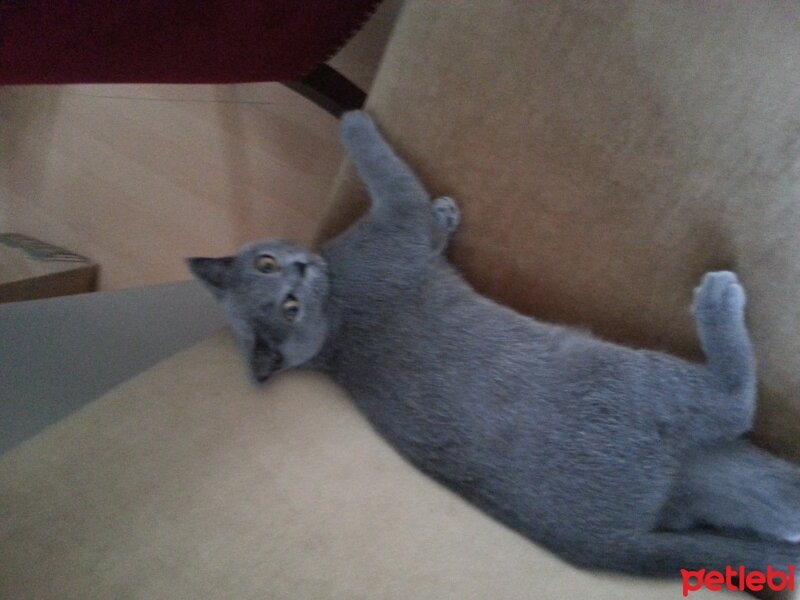 Scottish Fold, Kedi  mia fotoğrafı