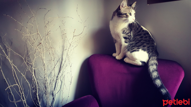 Tekir Kedi, Kedi  Sapsik fotoğrafı