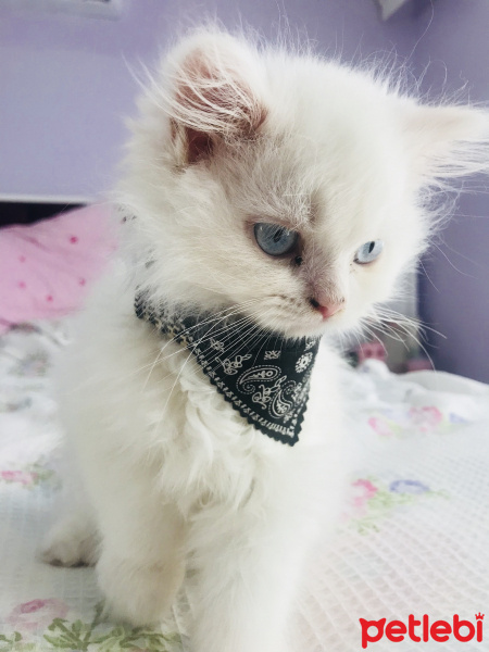 Chinchilla, Kedi  Mia fotoğrafı