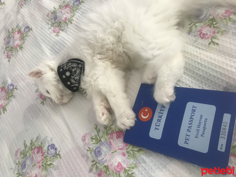 Chinchilla, Kedi  Mia fotoğrafı