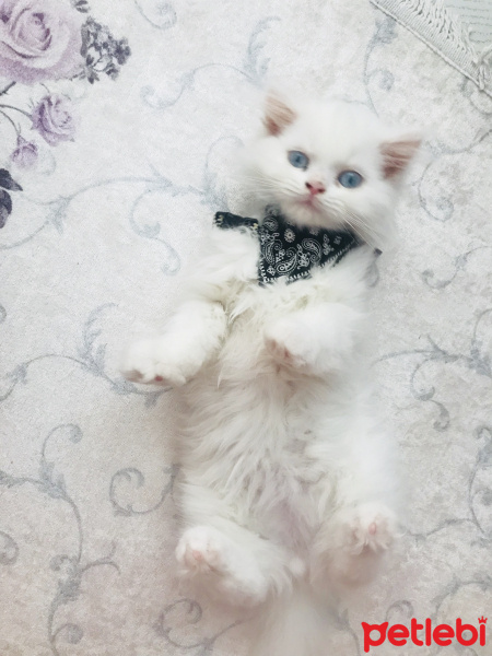 Chinchilla, Kedi  Mia fotoğrafı