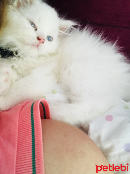 Chinchilla, Kedi  Mia fotoğrafı
