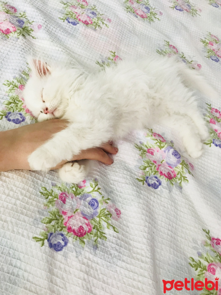 Chinchilla, Kedi  Mia fotoğrafı