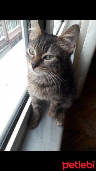Tekir Kedi, Kedi  Uğur fotoğrafı