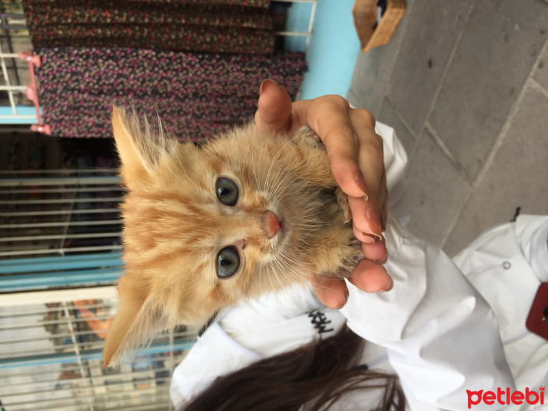 Tekir Kedi, Kedi  Kedi fotoğrafı
