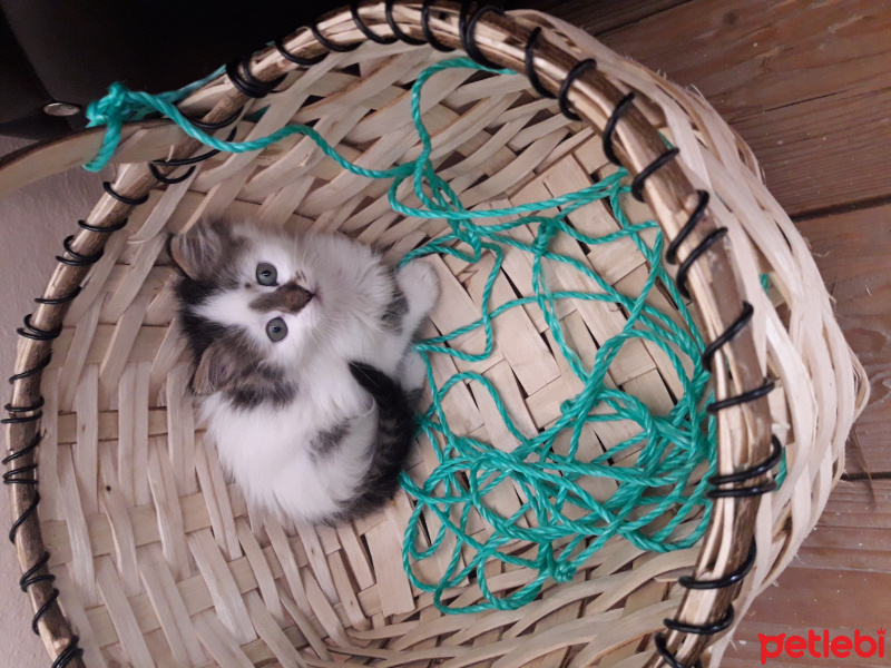 Ankara Kedisi, Kedi  Şeker fotoğrafı