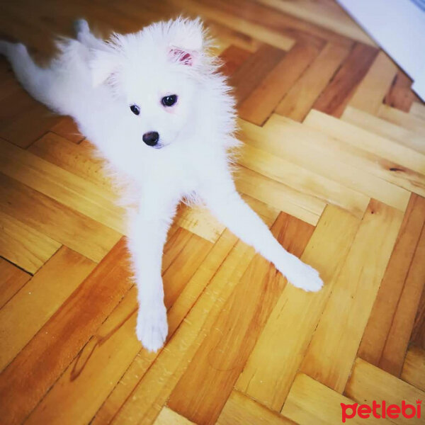 Pomeranyalı, Köpek  Köpük fotoğrafı