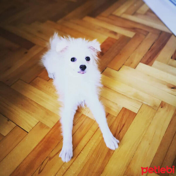 Pomeranyalı, Köpek  Köpük fotoğrafı