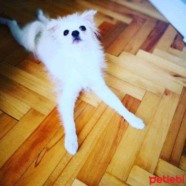 Pomeranyalı, Köpek  Köpük fotoğrafı