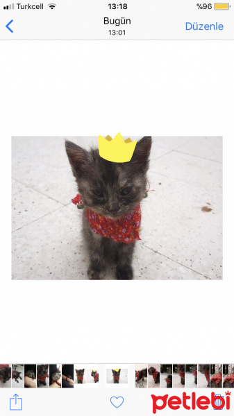 Tekir Kedi, Kedi  Pasaklı fotoğrafı
