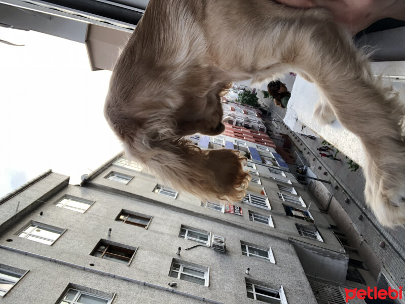 Amerikan Cocker Spaniel, Köpek  Oscar fotoğrafı