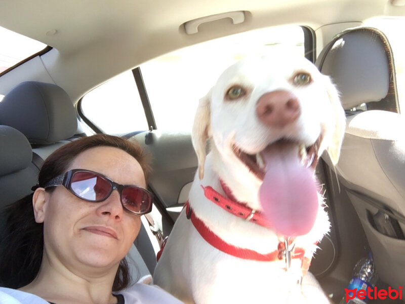 Labrador Retriever, Köpek  Malibu fotoğrafı