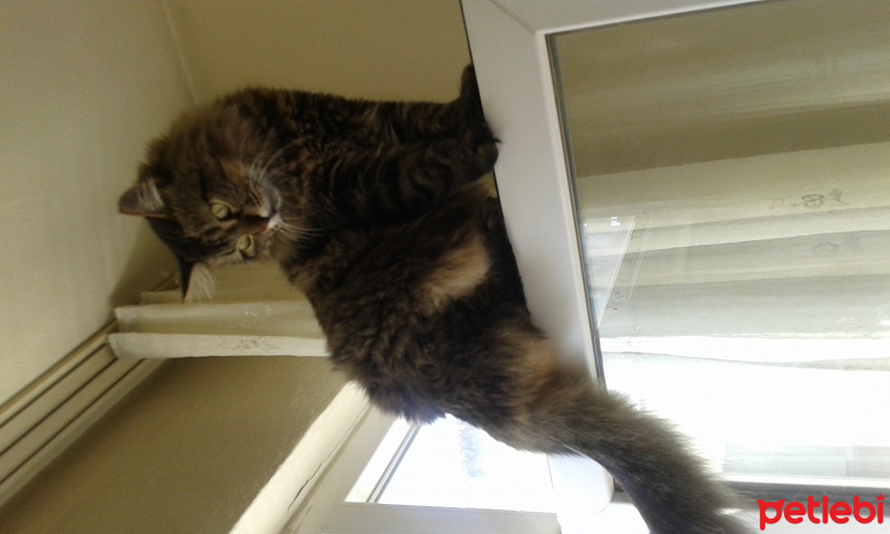 Norwegian Forest, Kedi  orman fotoğrafı