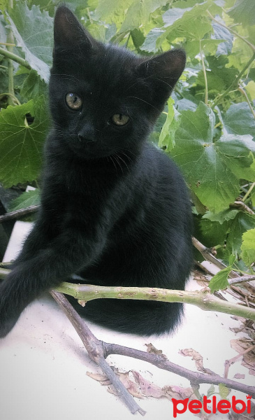 Tekir Kedi, Kedi  Kömür fotoğrafı
