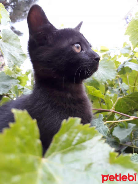 Tekir Kedi, Kedi  Kömür fotoğrafı