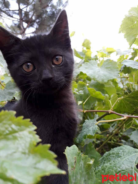 Tekir Kedi, Kedi  Kömür fotoğrafı
