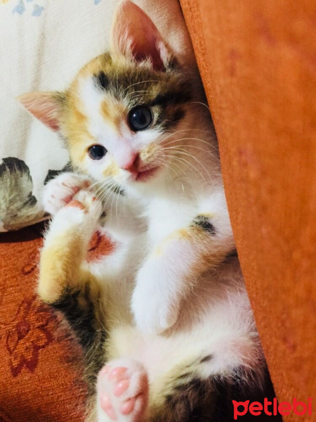 Tekir Kedi, Kedi  Nazlı fotoğrafı