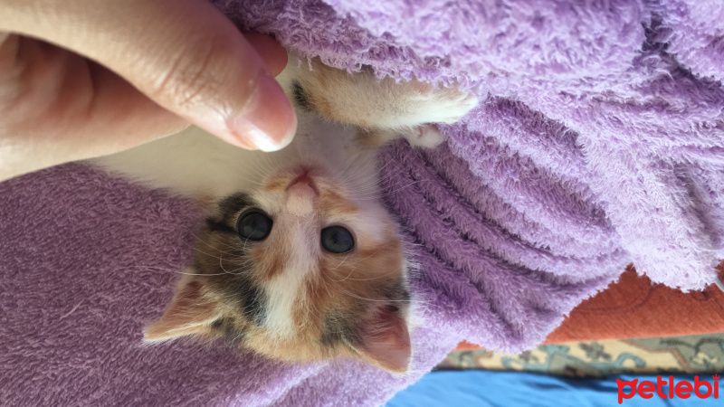 Tekir Kedi, Kedi  Nazlı fotoğrafı