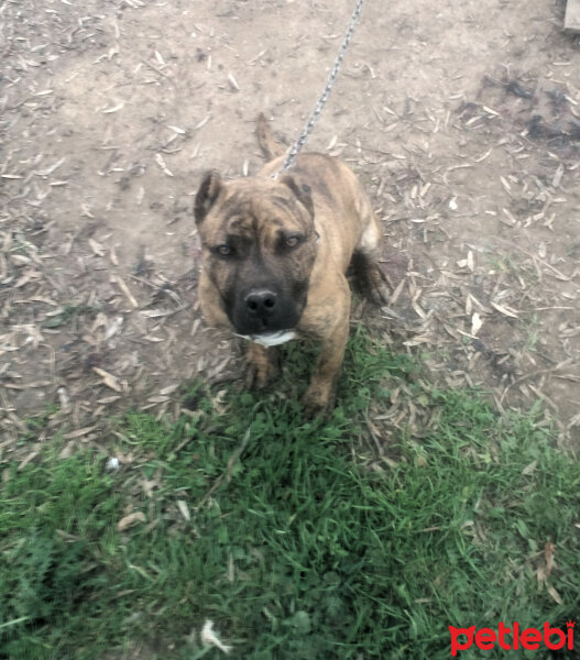 Amerikan Pitbull Terrier, Köpek  Argus fotoğrafı