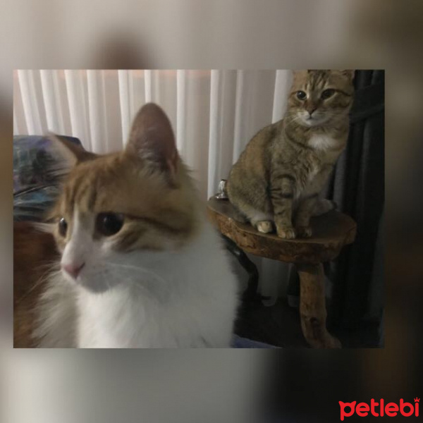 Tekir Kedi, Kedi  Medi fotoğrafı