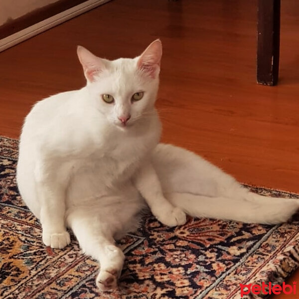 Ankara Kedisi, Kedi  KeşküL fotoğrafı