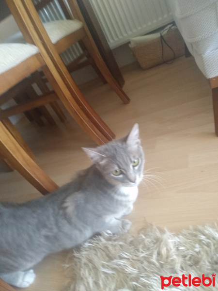 Tekir Kedi, Kedi  Maya fotoğrafı
