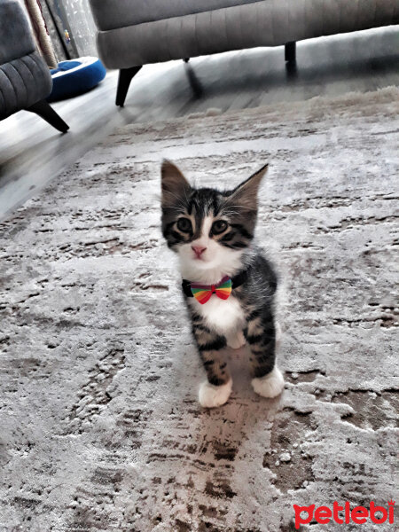 Tekir Kedi, Kedi  Papyon fotoğrafı