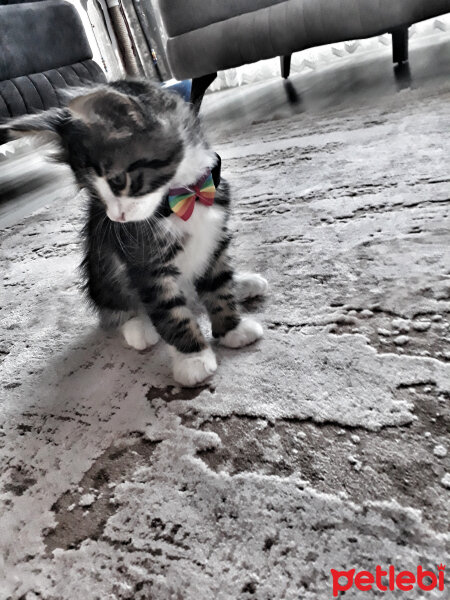 Tekir Kedi, Kedi  Papyon fotoğrafı