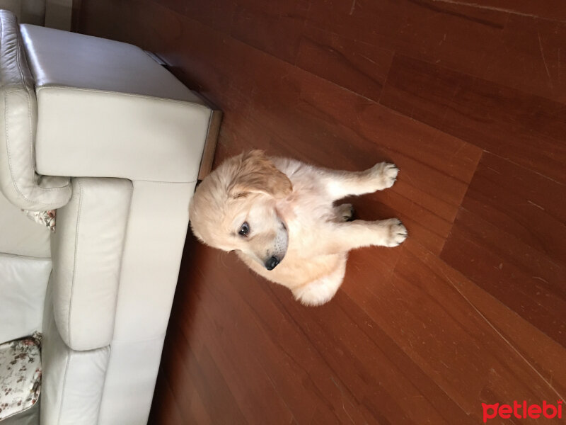 Golden Retriever, Köpek  Pablo fotoğrafı