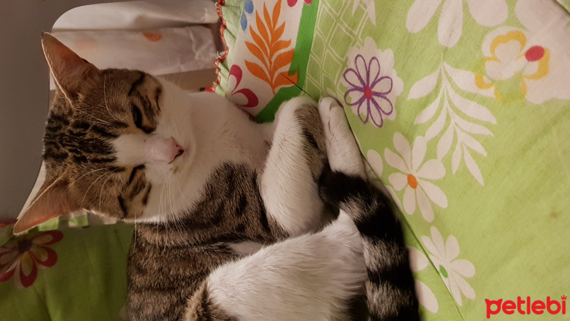 Tekir Kedi, Kedi  Jessi fotoğrafı