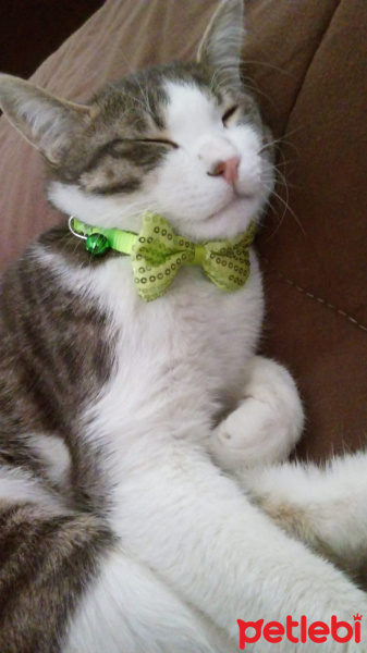 Tekir Kedi, Kedi  Herkül fotoğrafı
