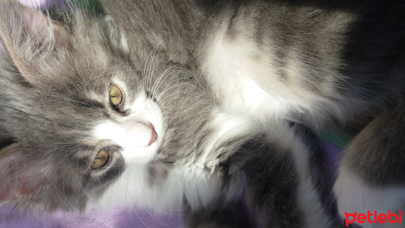 Tekir Kedi, Kedi  İvam fotoğrafı