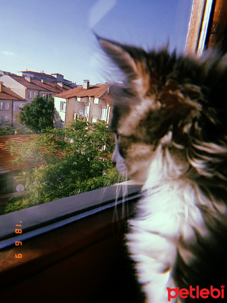Tekir Kedi, Kedi  İvam fotoğrafı