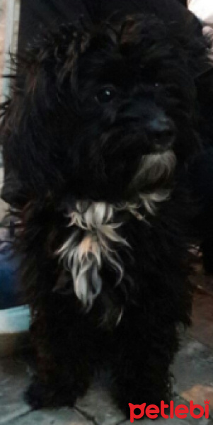 Tibet Terrieri, Köpek  Loki fotoğrafı