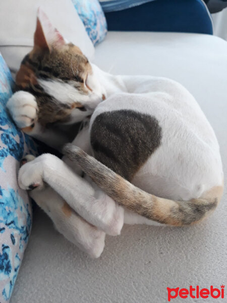 European Shorthair, Kedi  mira fotoğrafı