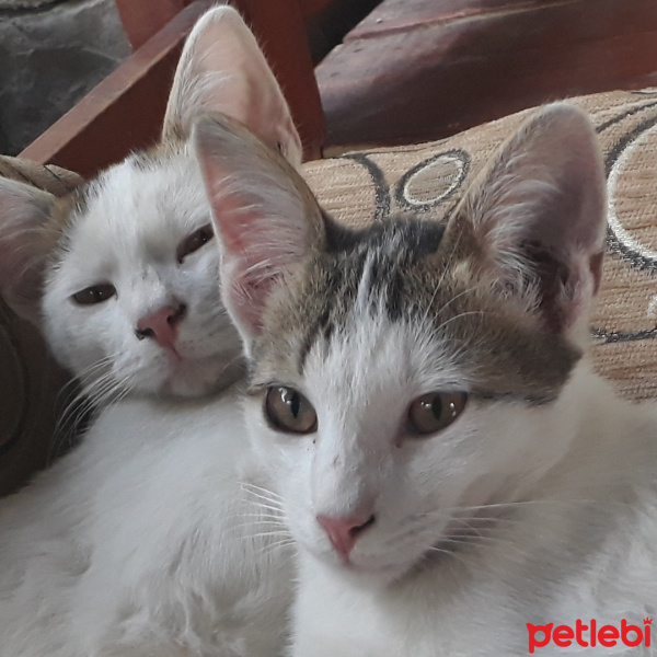 Tuxedo (Smokin) Kedi, Kedi  Astha ve bozok fotoğrafı