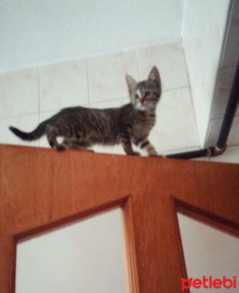 Tekir Kedi, Kedi  ÇAKIL fotoğrafı