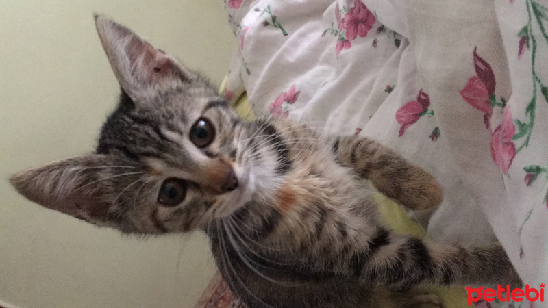 Tekir Kedi, Kedi  ÇAKIL fotoğrafı
