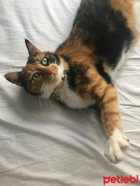 Tekir Kedi, Kedi  Arwen fotoğrafı