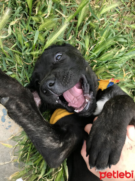 Cane Corso Italiano, Köpek  Mocha fotoğrafı