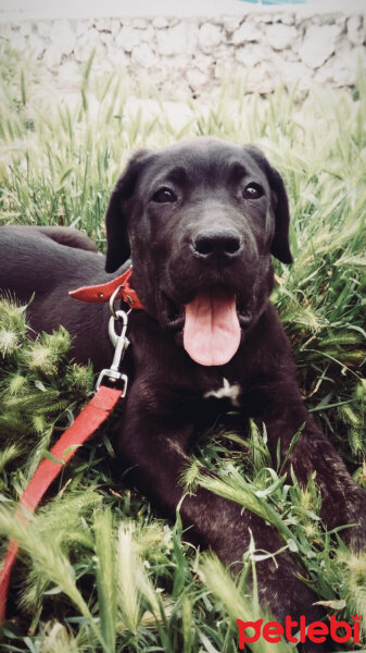 Cane Corso Italiano, Köpek  Mocha fotoğrafı